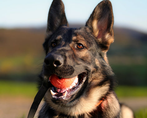 Moby Hundeball Groß mit Schlaufe
