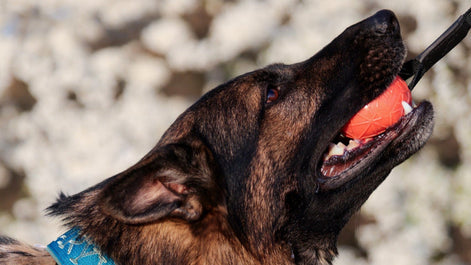 Moby Hundeball Groß mit Schlaufe