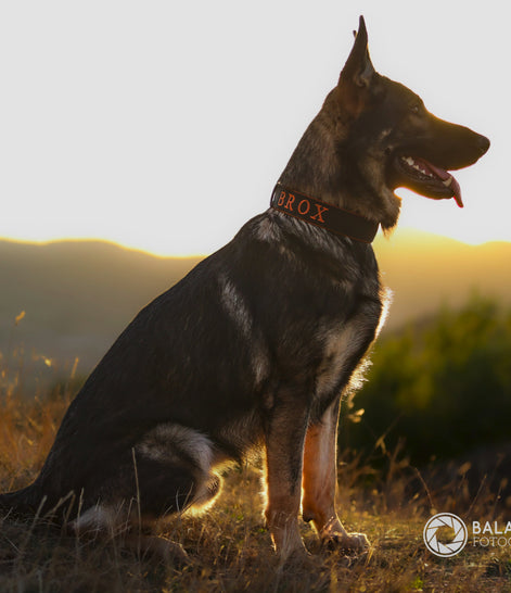 Halsband Adventure LOCK