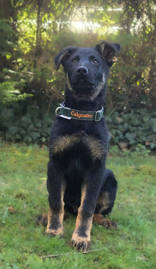 Welpenhalsband GrowPup