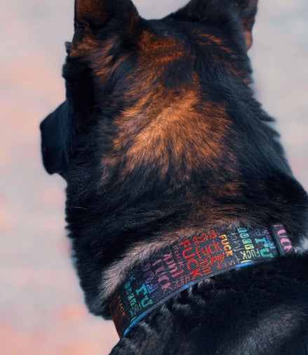 Halsband Adventure STRONG