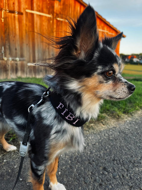 Halsband Adventure MINI