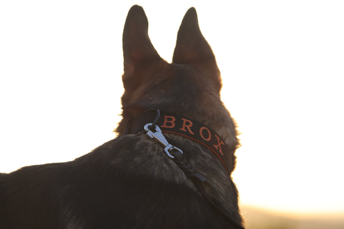 Halsband Adventure LOCK