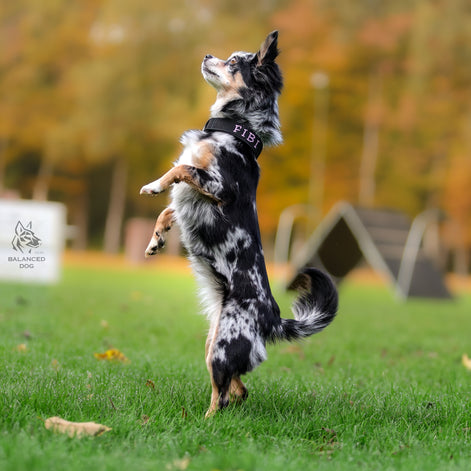 Halsband Adventure MINI